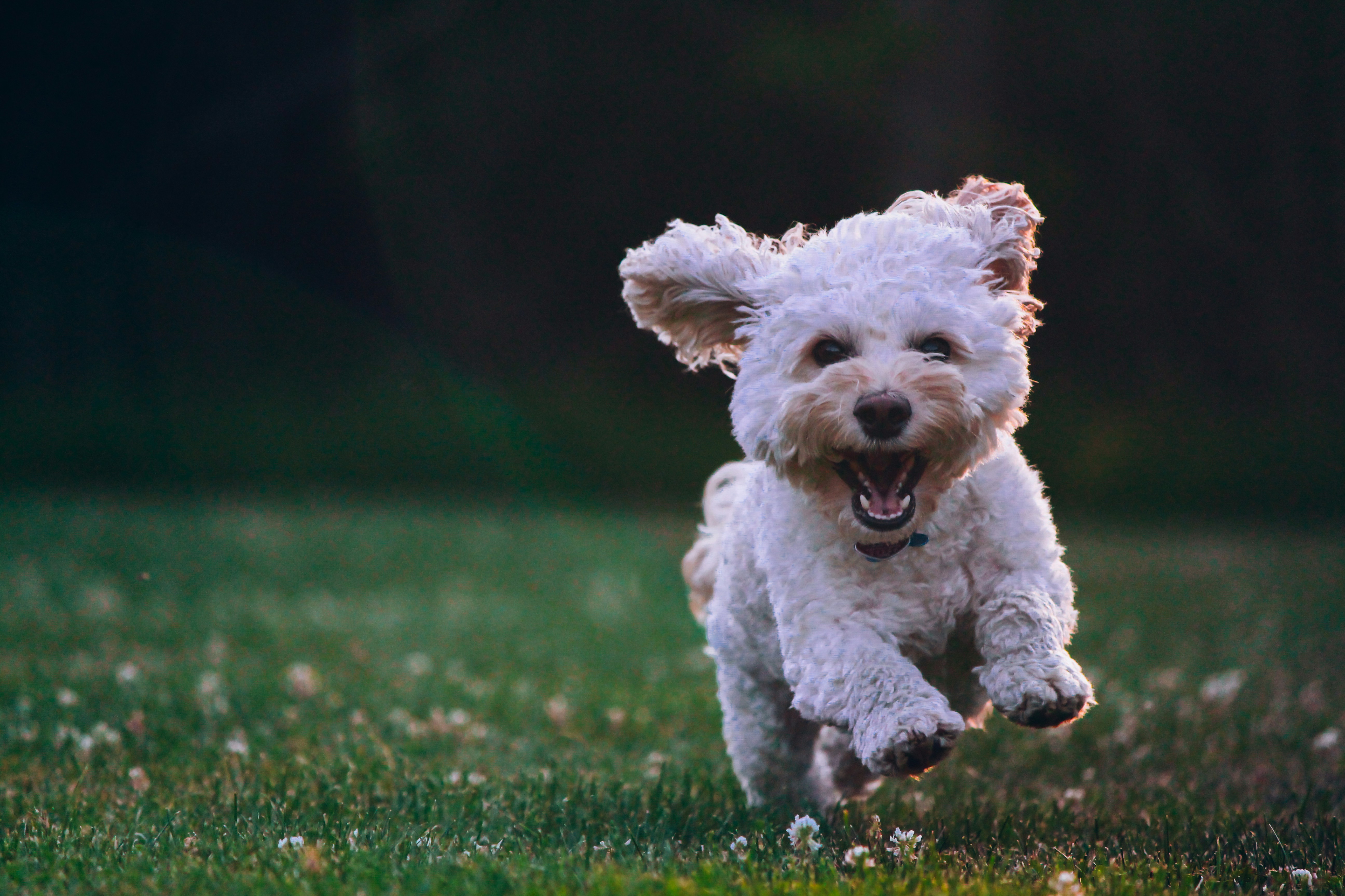 Healthy Pets
